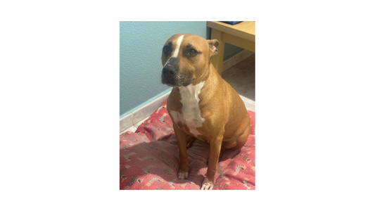 3 Trucos infalibles para eliminar el pelo de mascota en segundos 🐾